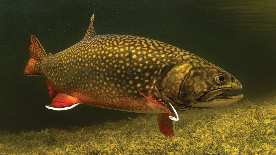 It's Pennsylvania's State Fish: The Brook Trout (Salvelinus fontinalis) -  Susquehanna County Conservation District